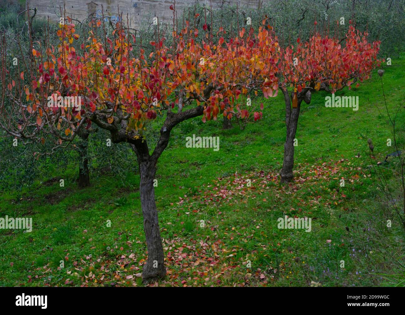 Kakimmonbäume in Herbstfarben auf einem landwirtschaftlichen Feld mit Olivenbäume an einem grauen Tag Stockfoto