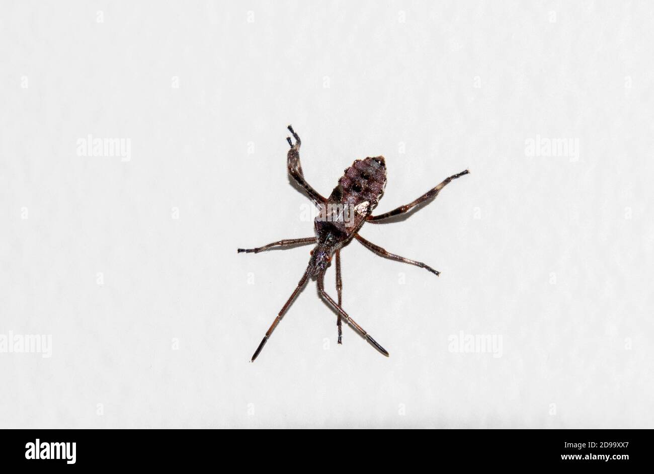 Ein Käfer mit 6 Beinen und ein großes Paar Antenne sitzt auf einer weißen Oberfläche mit einer harten Schale Stockfoto