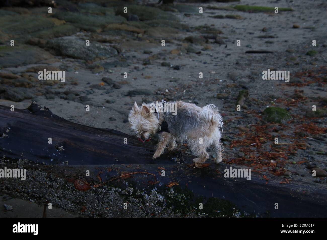 Ein seidiger Terrier X, der auf einer nassen Holzlage läuft Im Sand Stockfoto