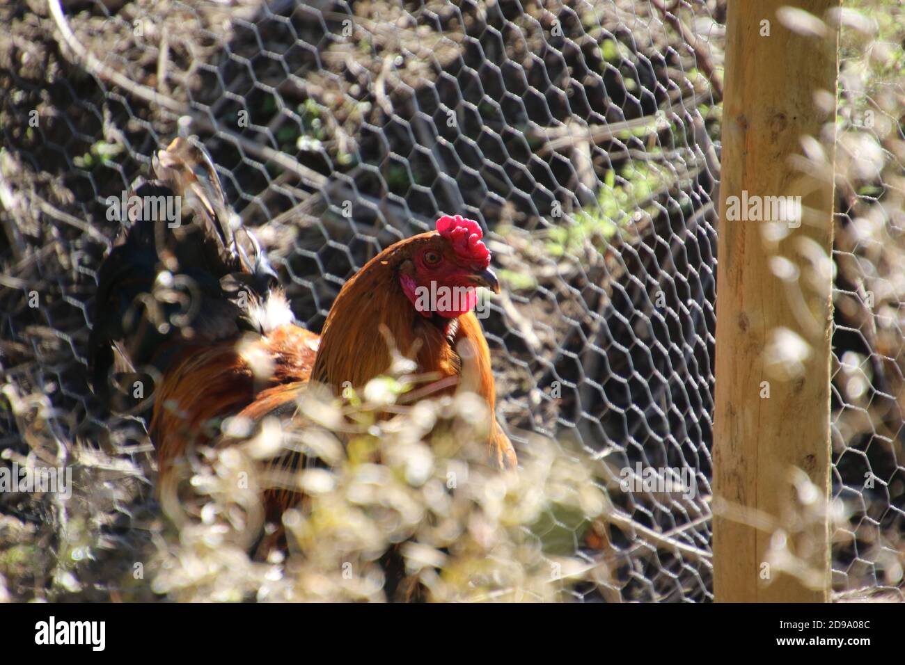 Ein braunes Hähnchen, das vor einem Zaun steht Hergestellt aus Hühnerdraht neben einem Pfosten Stockfoto