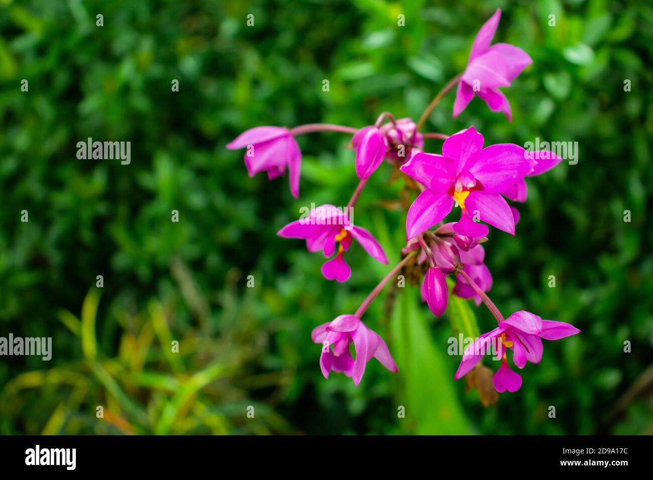 Eine Gruppe von schönen Moth Orchideen zu Blüte rosa Blumen Stockfoto