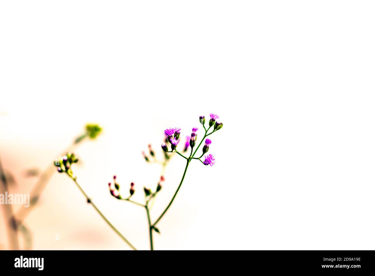 Ein Satz von kleinen und kleinen lila Gras Blume auf Das Dach Stockfoto