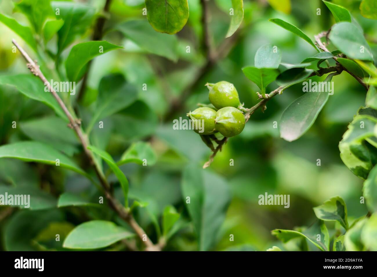 Grüne Kruste winzig kleine Myrtenbeeren in den Blumengarten Stockfoto