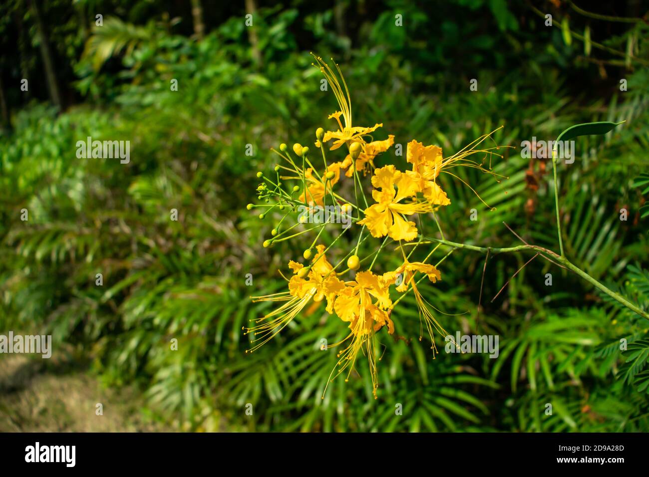 Krishnacura oder Delonix regia ist eine Baumpflanze, deren wissenschaftliche Name ist Delonix regia Stockfoto