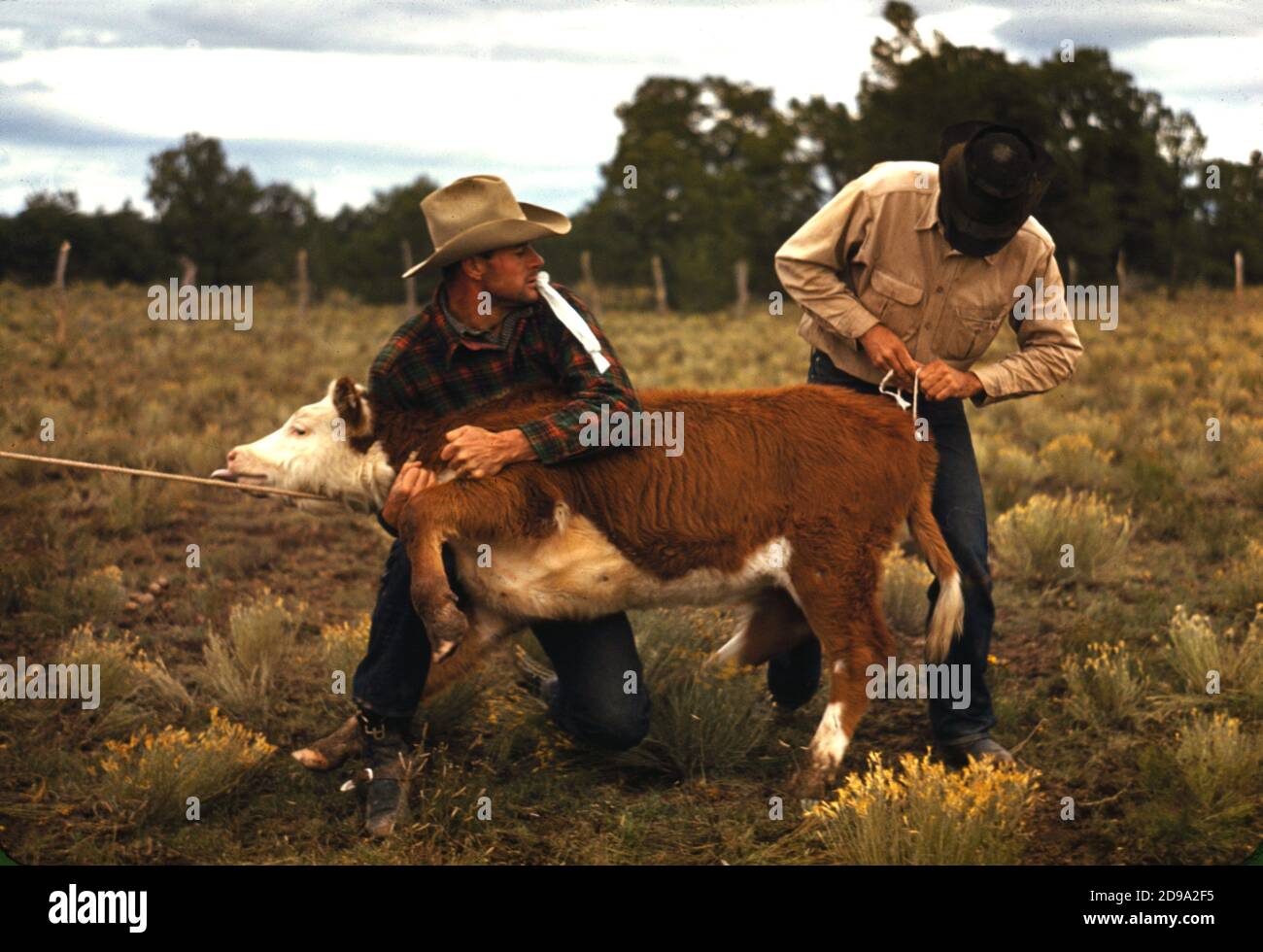 1940 , oktober , New Mexico , USA : Binden eines Bandes auf einem Kalbsschwanz war eine der Feature-Attraktionen auf der Pie Town, New Mexico Fair Rodeo . Foto von american Russell LEE ( geboren 1903 ) Für die UniRed angegeben US Office of war Information - Fotograf .- VEREINIGTE STAATEN - FOTO STORICHE - GESCHICHTE - GEOGRAFIA - GEOGRAPHIE - AGRICOLTURA - AGRICOLTORI - ALLEVATORI di BOVINI - ALLEVAMENTO BOVINO - KUH - Cowboy - CONTADINI - Rinder - Rodeos - ANNI QUARANTA - 1940er Jahre - 40er Jahre - '40 - campagna - Land - mucca . vacca - vitello - -- Archivio GBB Stockfoto