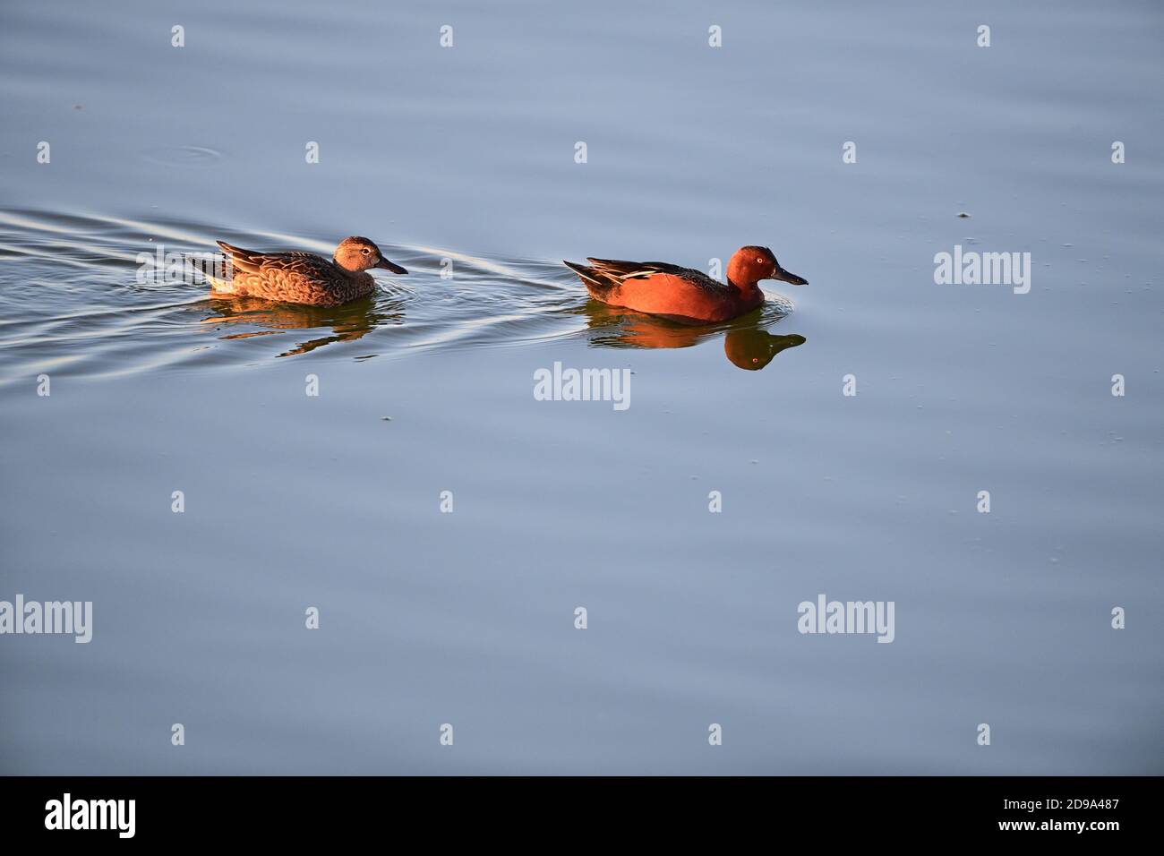 Ein Paar Zimt-Teal Stockfoto