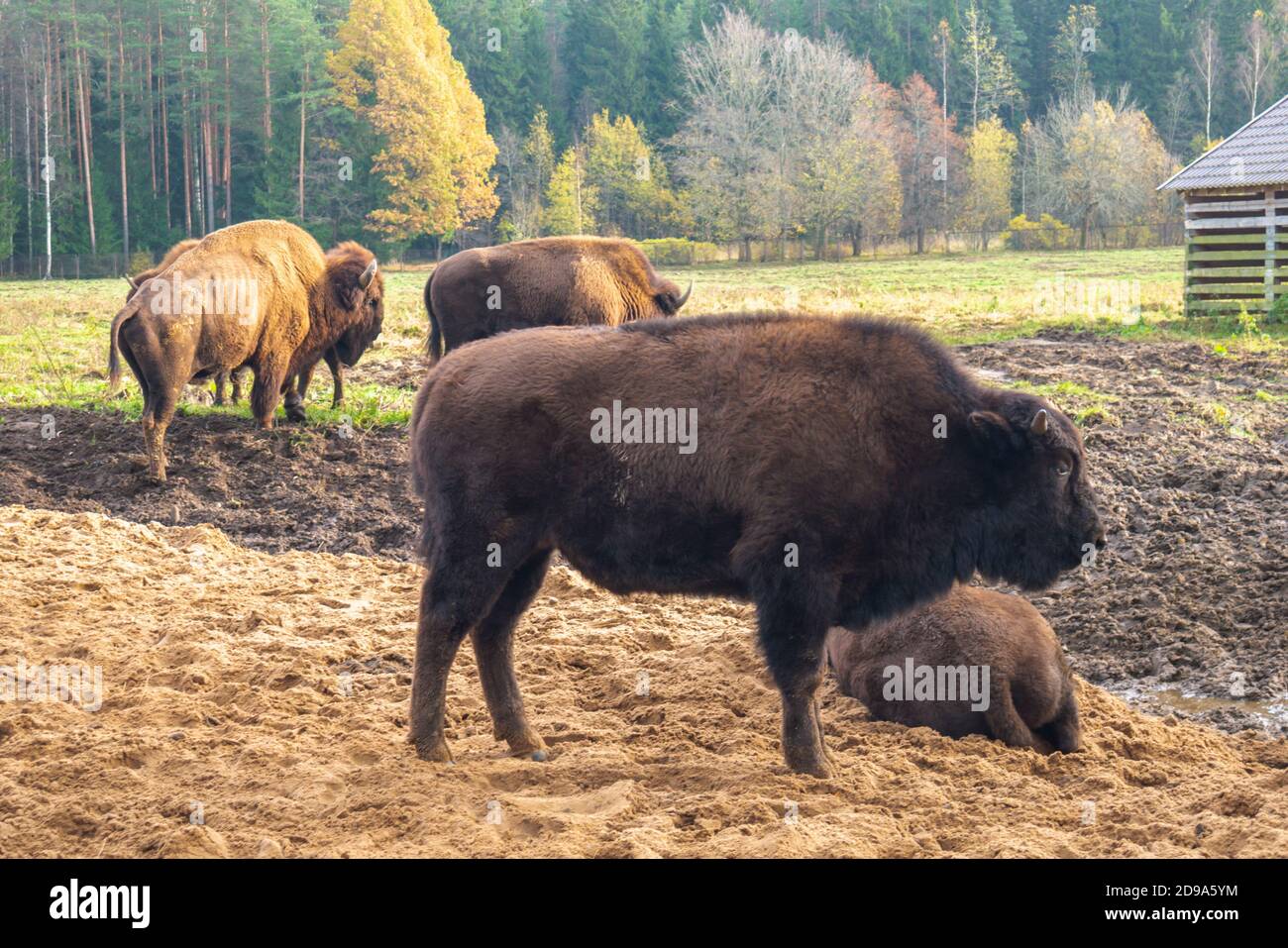 Familie von pflanzenfressenden Bisons in ihrem Lebensraum. Stockfoto
