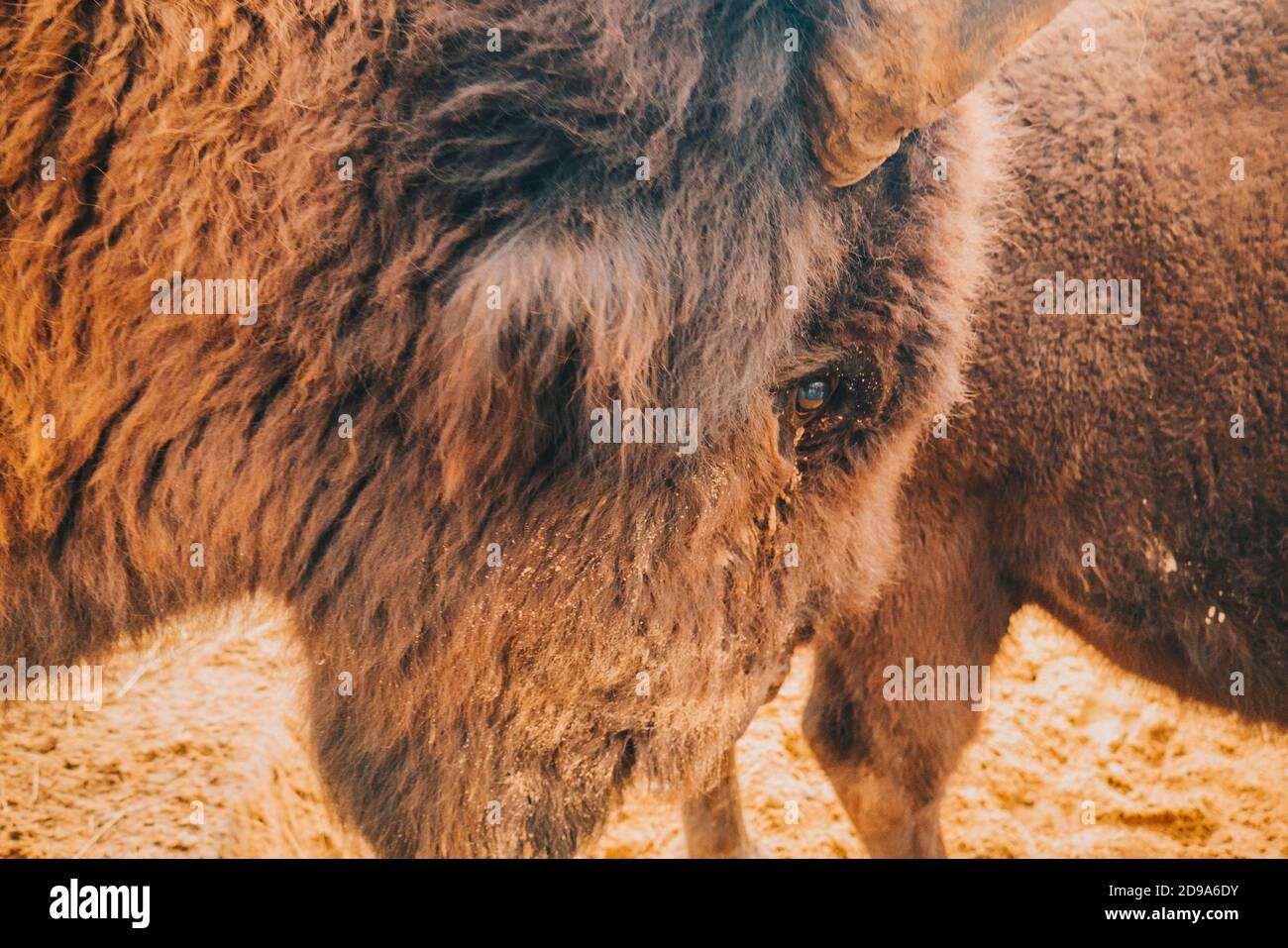Das Auge des Bisons aus der Nähe. Stockfoto
