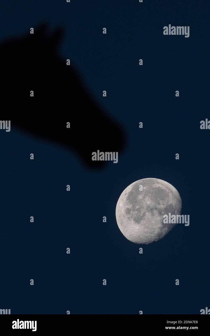 04. November 2020, Niedersachsen, Göttingen: Der abnehmende Dreiviertelmond ist hinter Giebelschmuck in Form eines Pferdekopfes auf einem Fachwerkhaus zu sehen. Foto: Swen Pförtner/dpa Stockfoto