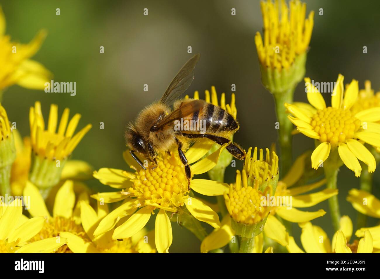 Westliche Honigbiene oder europäische Honigbiene (APIs mellifera) auf den Blüten von gewöhnlichem Ragwort (jacobaea vulgaris). Familie Mints (Asteraceae oder Compositae Stockfoto