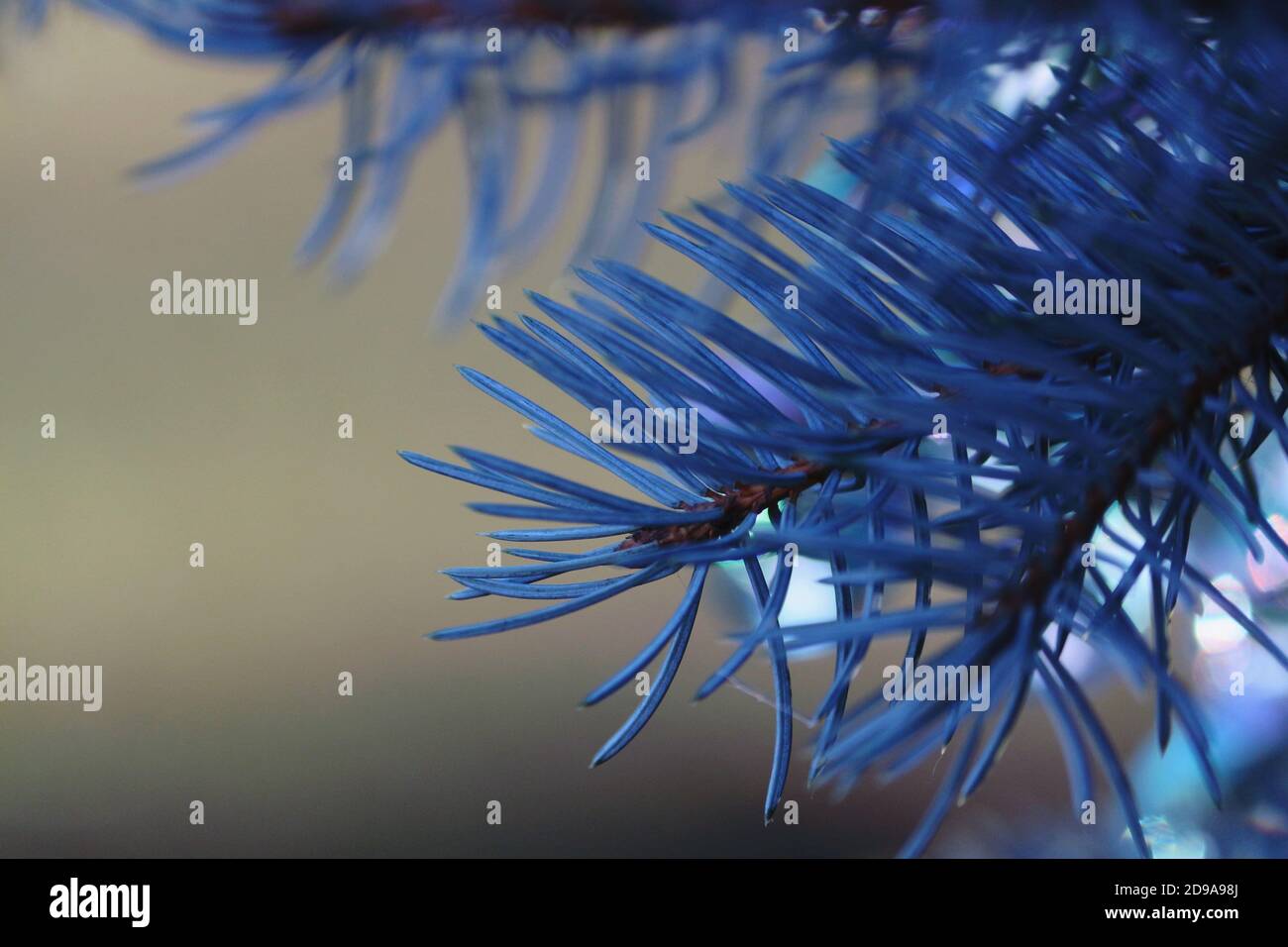 Leuchtend blaue Nadeln auf einem flauschigen Ast einer blauen Fichte Nahaufnahme im Freien auf einem sonnigen funkelnden Hintergrund. Neujahrskarte. Weihnachten Hintergrund. Stockfoto