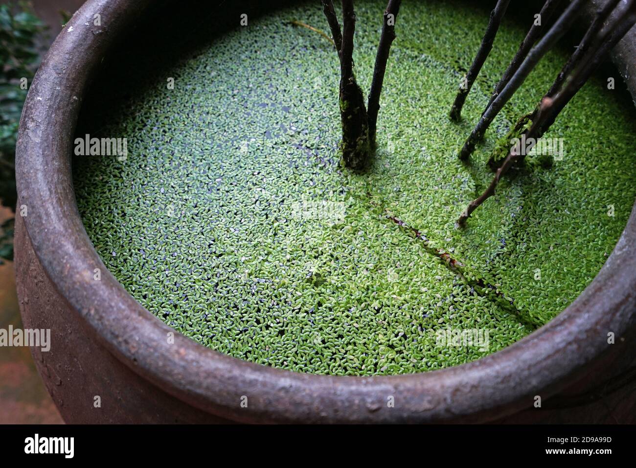 Nahaufnahme grüner Moskitofarn im großen Tontopf Stockfoto