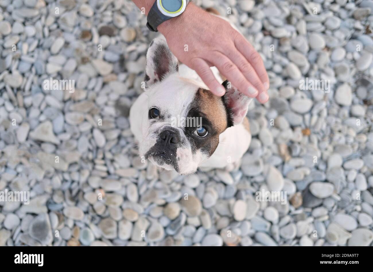 französisch Bulldog Blick nach oben auf eine Kamera und wartet auf Besitzer Haustier oder Umarmung. Kleiner Hund sitzt auf einem Kieselstein. Männliche Hand streicheln den Hund. Stockfoto