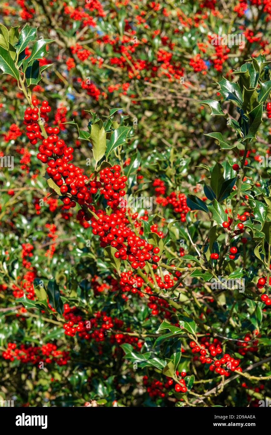 Holly-Beeren auf Büschen (Llex aquifolium) werden traditionell als sicheres Zeichen dafür gesehen, dass ein bitterkalter Winter vor uns liegt - West Sussex, England, Großbritannien Stockfoto