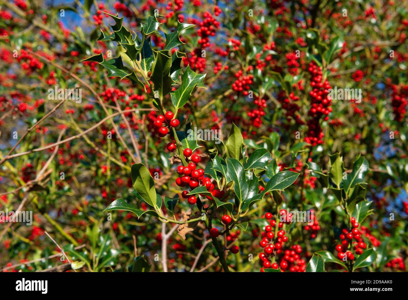 Holly-Beeren auf Büschen (Llex aquifolium) werden traditionell als sicheres Zeichen dafür gesehen, dass ein bitterkalter Winter vor uns liegt - West Sussex, England, Großbritannien Stockfoto