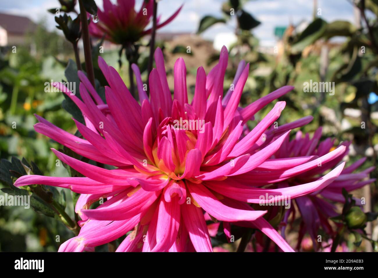 Leuchtend rote dekorative Dahlia Blume im Garten Stockfoto