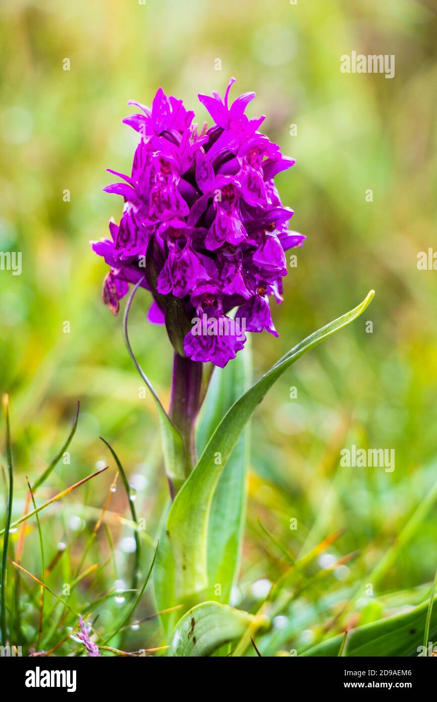 Nahaufnahme der purpurnen Sumpforchideenpflanze mit Blume auf Feuchtgebieten Wiese Stockfoto