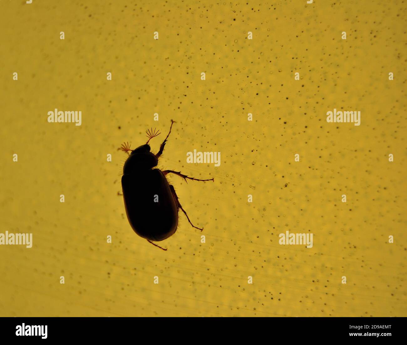 Ein Käfer und Licht, Nahaufnahme eines Käfer durch Licht von der Lampe angezogen Stockfoto