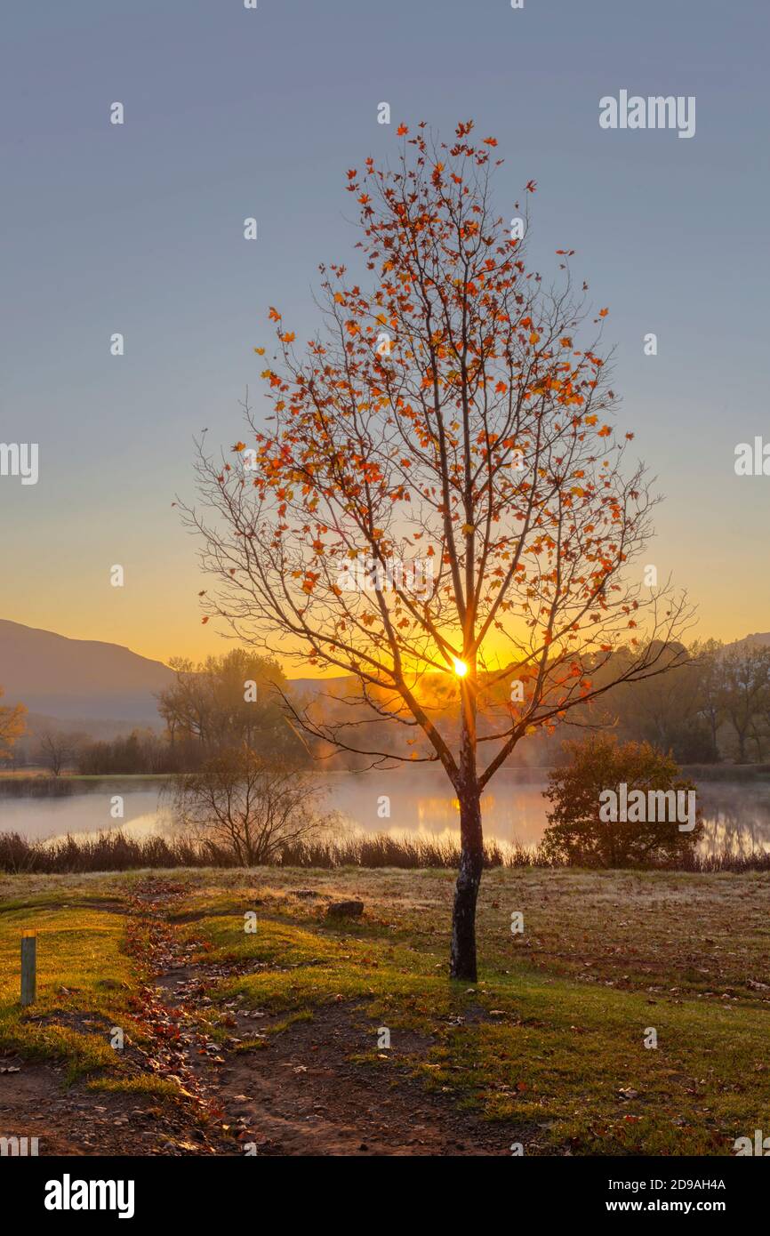 Gelber Abguss von der aufgehenden Sonne durch herbstfarbenen Baum Stockfoto