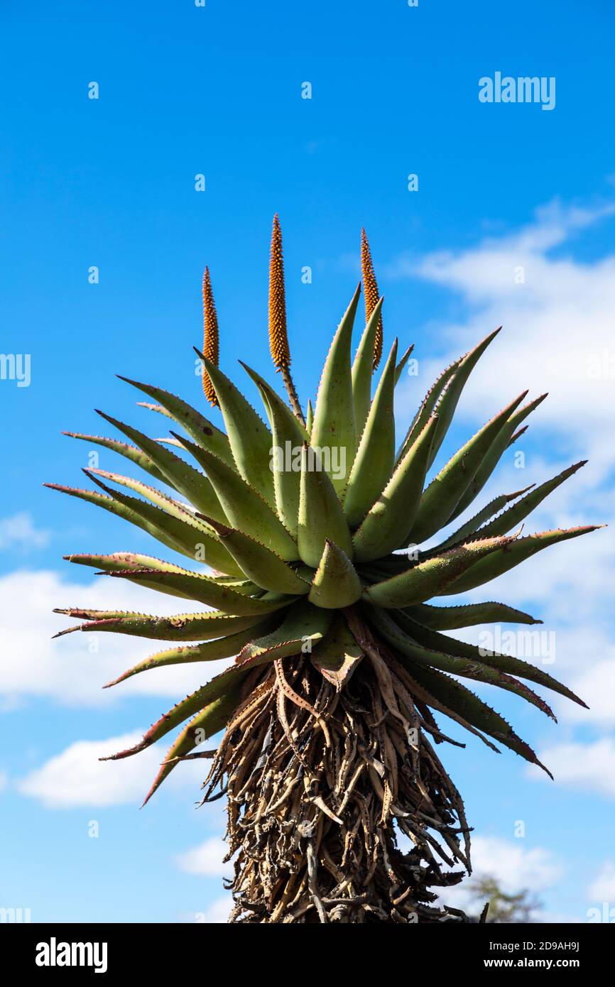 Aloe blüht am blauen Himmel Stockfoto