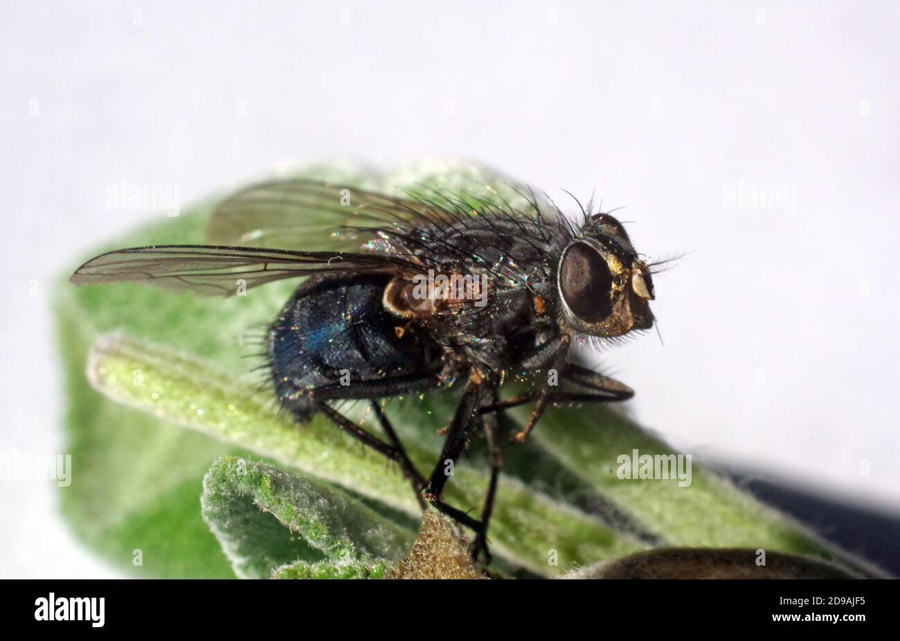 Große fliegen Nahaufnahme Stockfoto