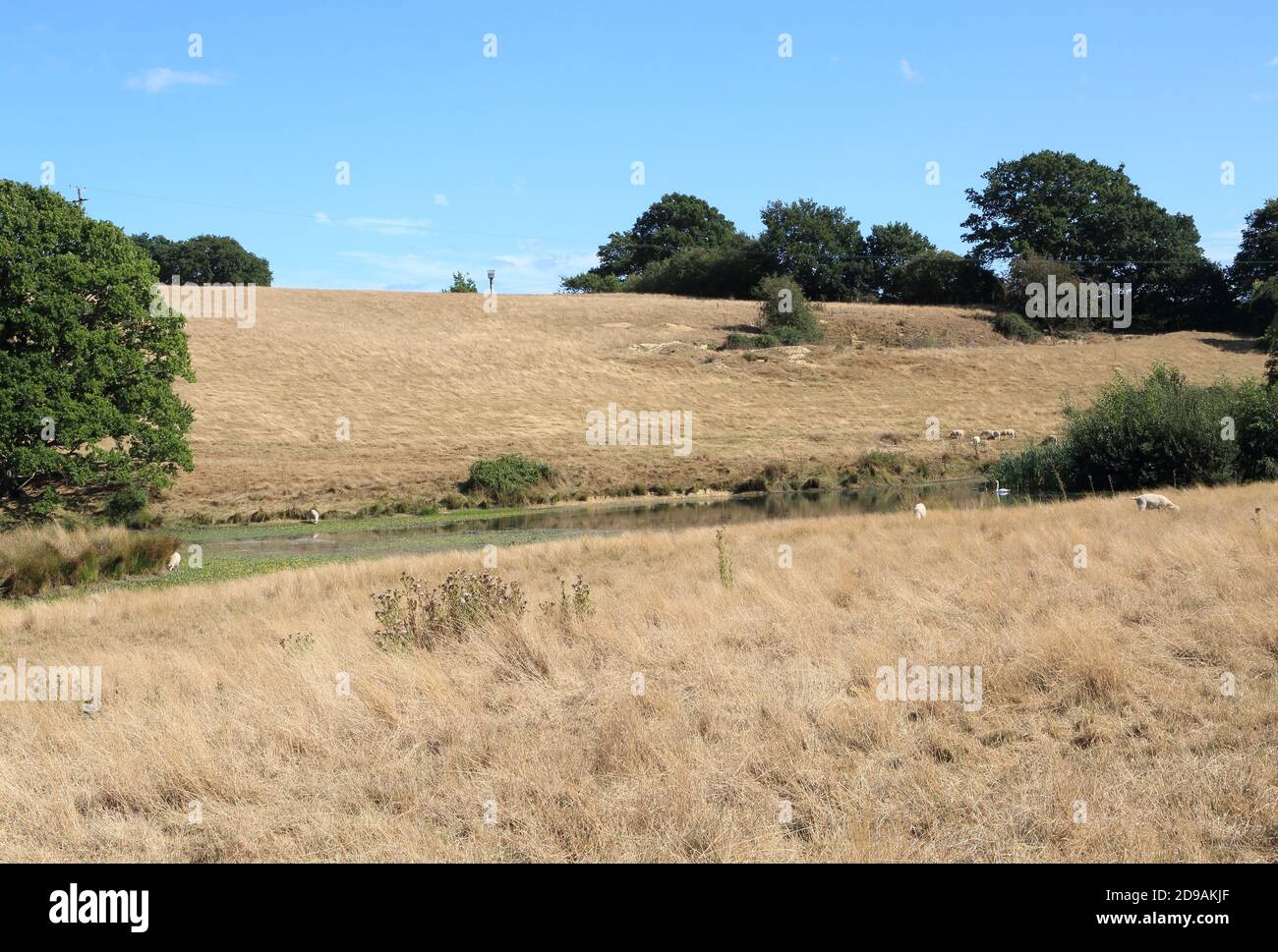 Trockenrasen und Weideschafe im Feld bei Appledore Heath, Appledore, Ashford, Kent, England, Vereinigtes Königreich Stockfoto