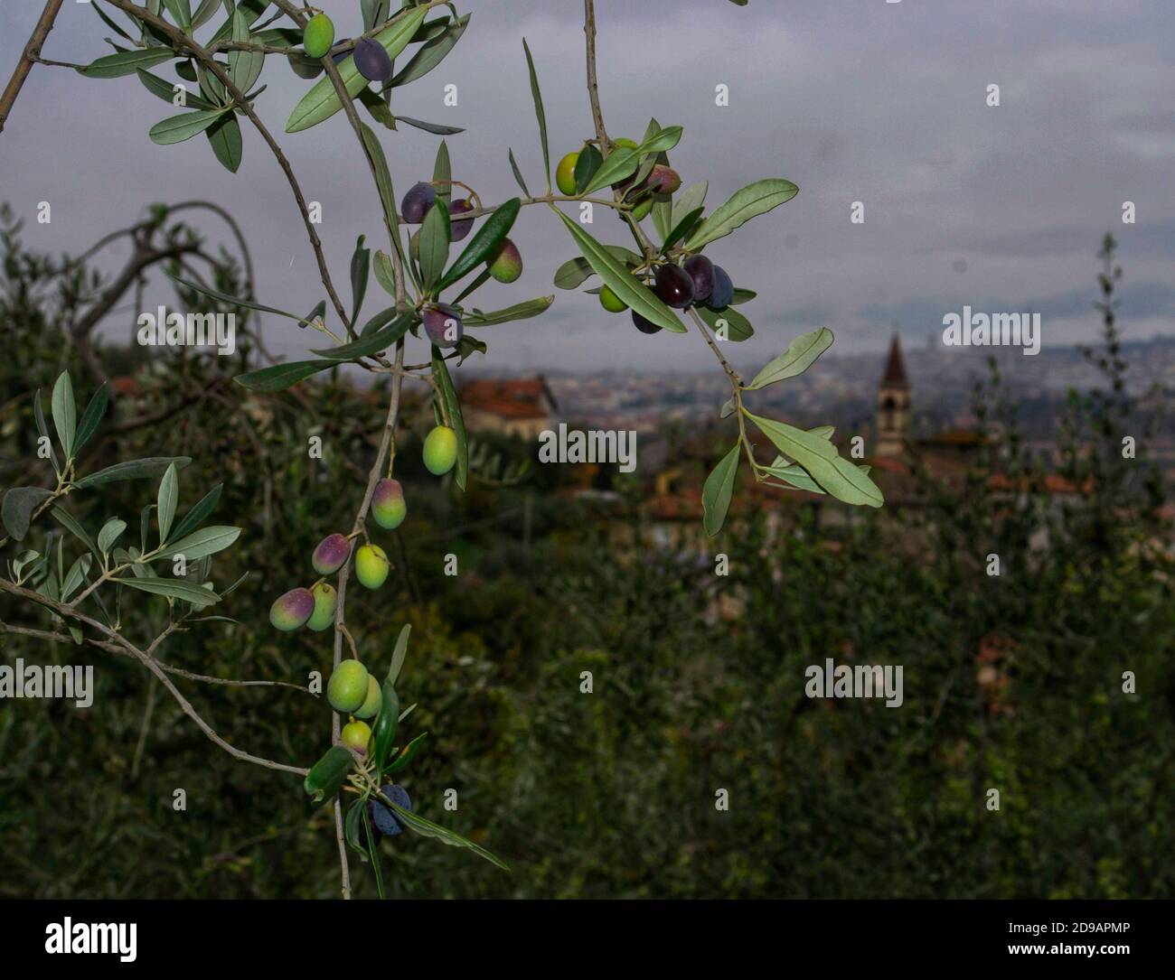 Nahaufnahme eines Olivenzweiges voller Früchte, bereit für die Ernte. Im Hintergrund ein Landdorf und Arezzo Stadt Stockfoto