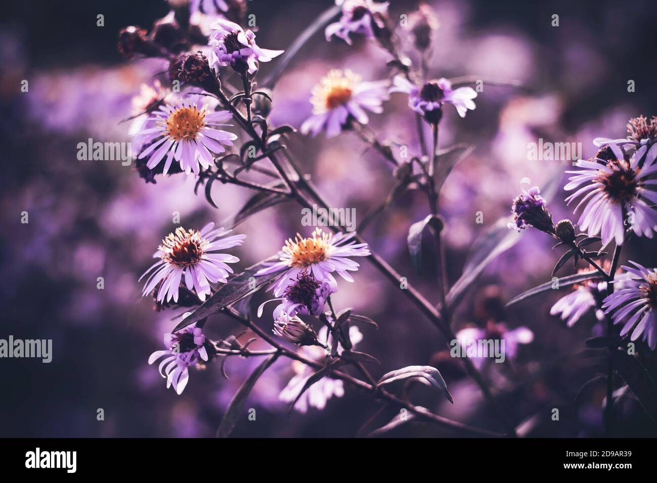 Am frühen Morgen verwelken rosa, zarte, duftende Asterblüten zwischen den dunklen Büschen. Spätsommer. Stockfoto