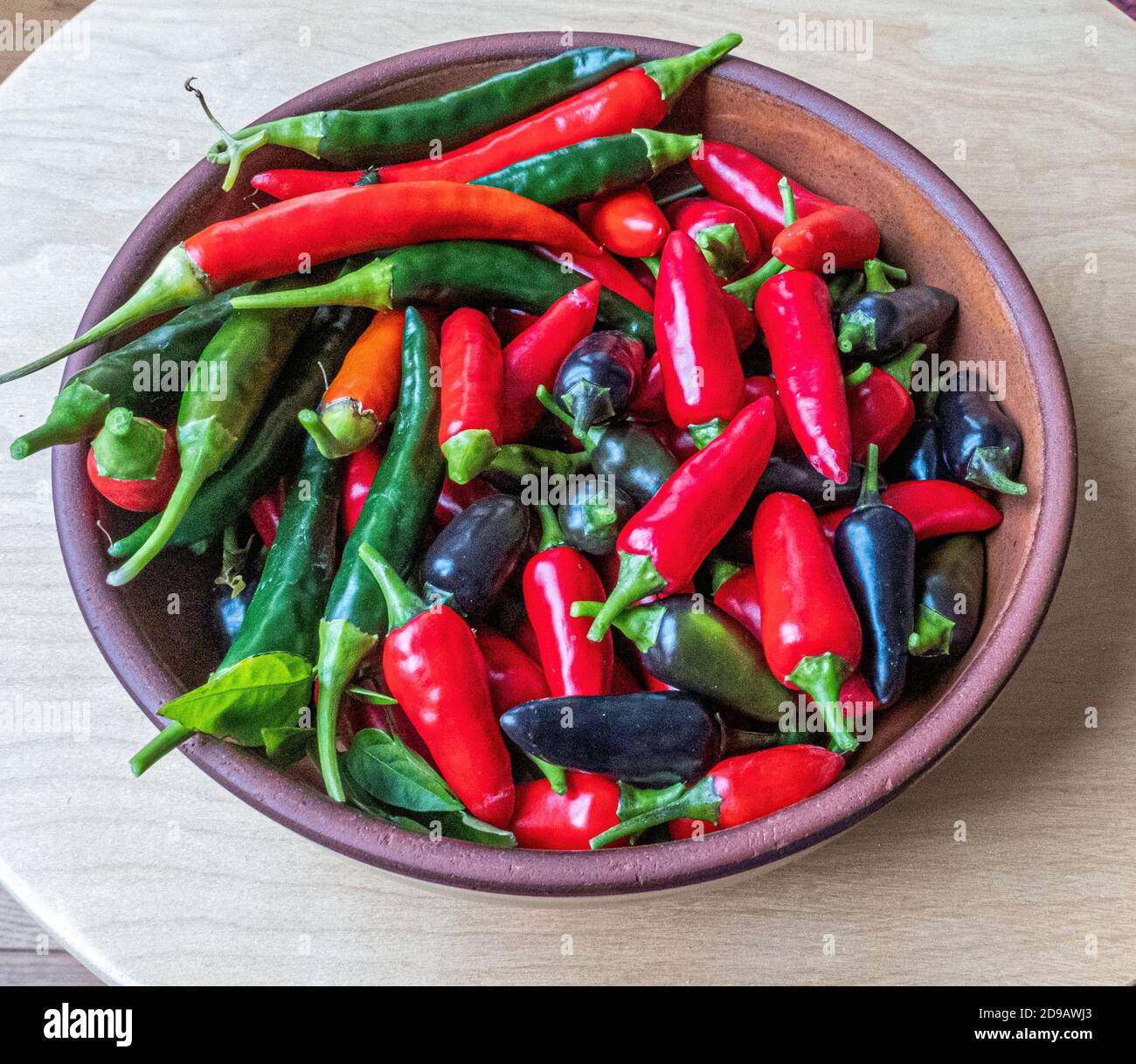 Ernte von selbst angebauten Chilischoten in Töpferschale Stockfoto