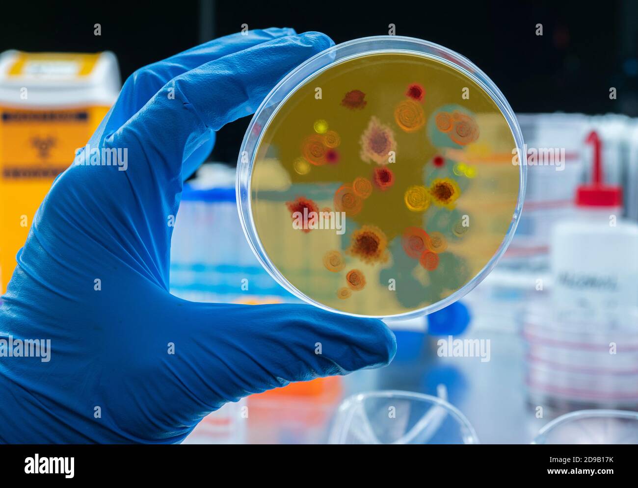 Wissenschaftler untersucht Malariavirus auf Petrischale im Labor, konzeptuelles Bild Stockfoto