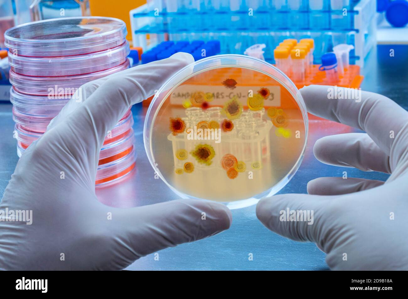 Wissenschaftler untersucht Malariavirus auf Petrischale im Labor, konzeptuelles Bild Stockfoto