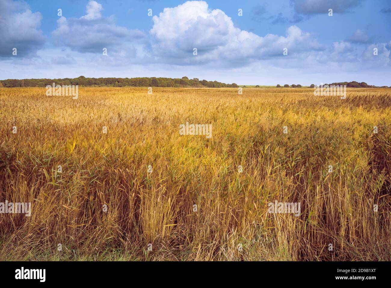 Marschland am Ufer der Alde bei Snape in Suffolk, England, Großbritannien Stockfoto