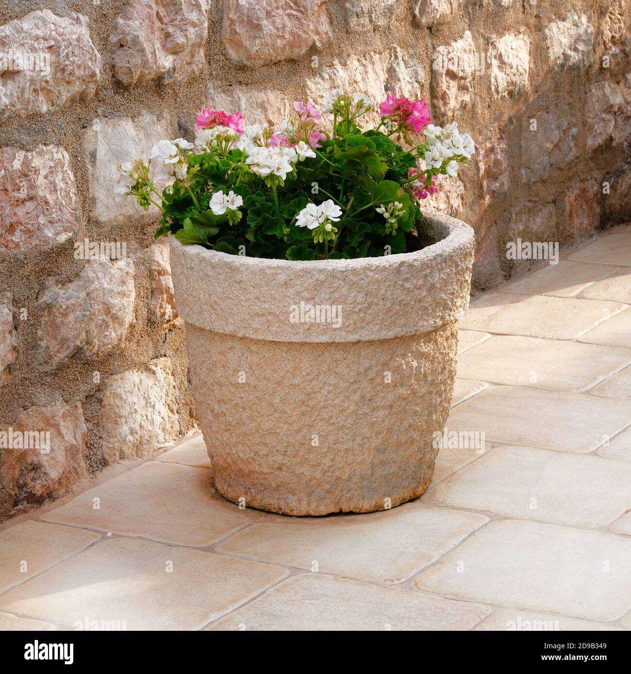 Geranie. Topf mit Büschen blühender Pflanzen. Landschaftsdesign. Büsche mit rosa und weißen Blüten in hellem Keramik Blumentopf. Stockfoto
