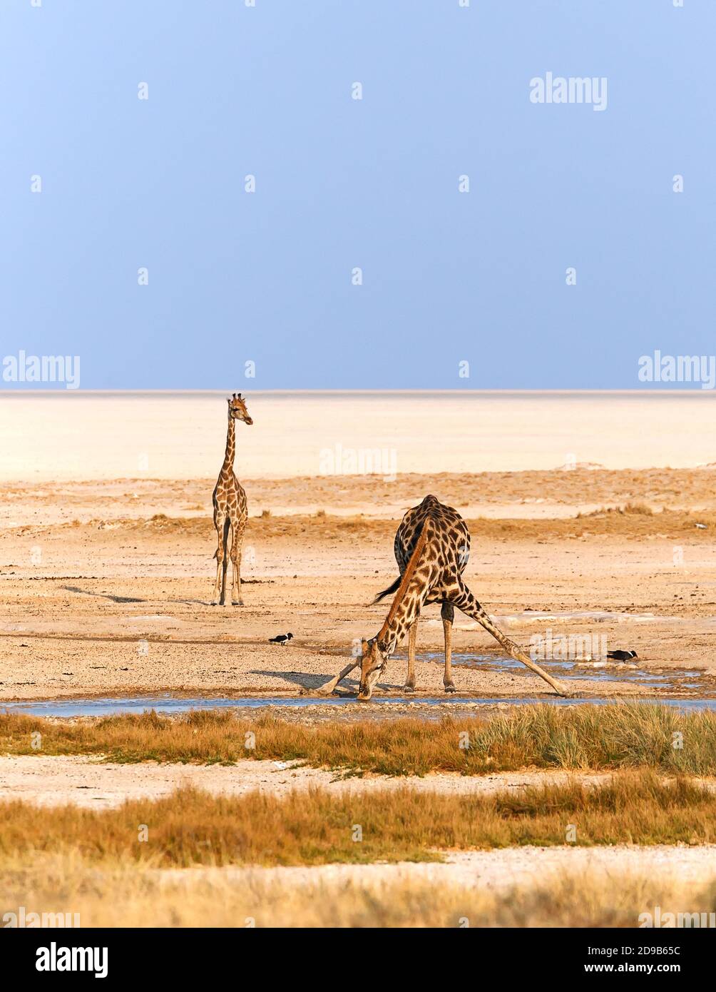 Giraffe, Giraffa Camelopardalis, beugt sich zum Wasserloch, um zu trinken. Etosha Nationalpark, Namibia, Afrika Stockfoto