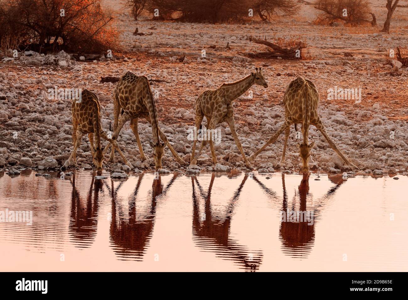 4 Giraffen, Giraffa Camelopardalis, Trinken bei Sonnenuntergang. Etosha Nationalpark, Namibia, Afrika Stockfoto