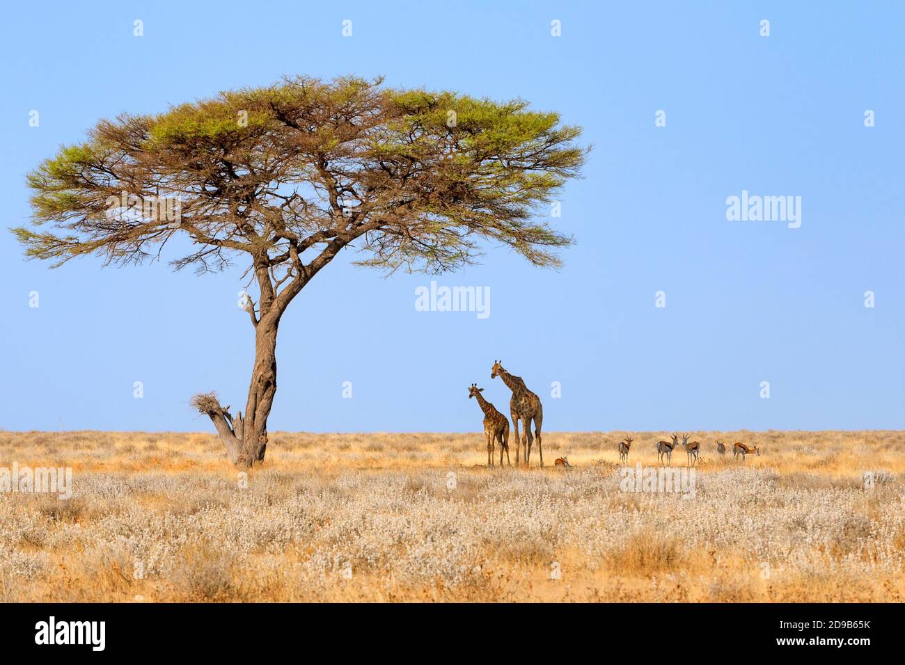 2 Giraffen, Giraffa Camelopardalis und Springboks (Antidorcas marsupialis) stehen im Schatten des Akazienbaumes. Etosha Nationalpark, Namibia Stockfoto