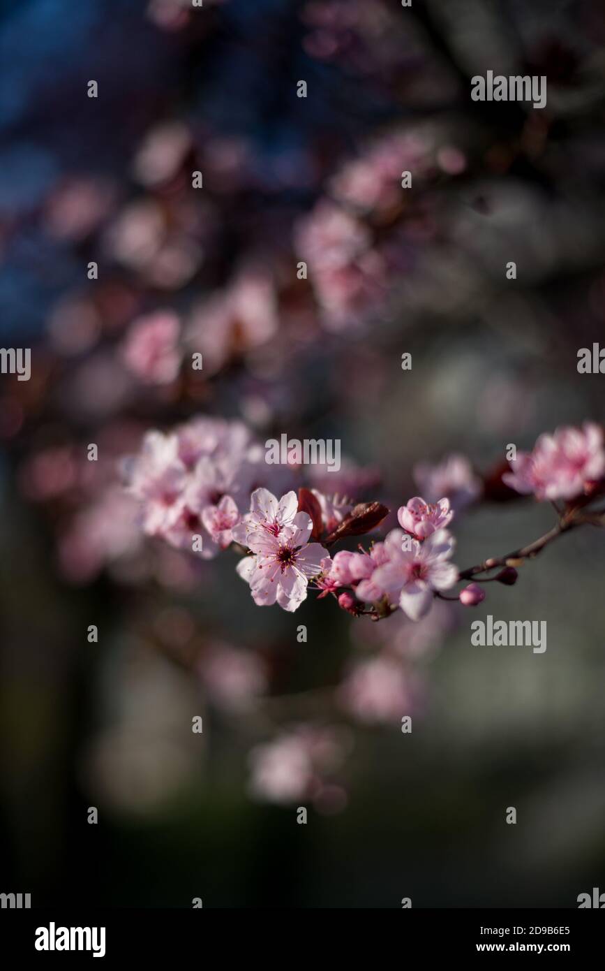 Zweig schöne rosa Kirsche Pflaume, Prunus cerasifera Nigra, blühend im frühen Frühjahr. Dekorativer Baum Im Landschaftdesign. Stockfoto