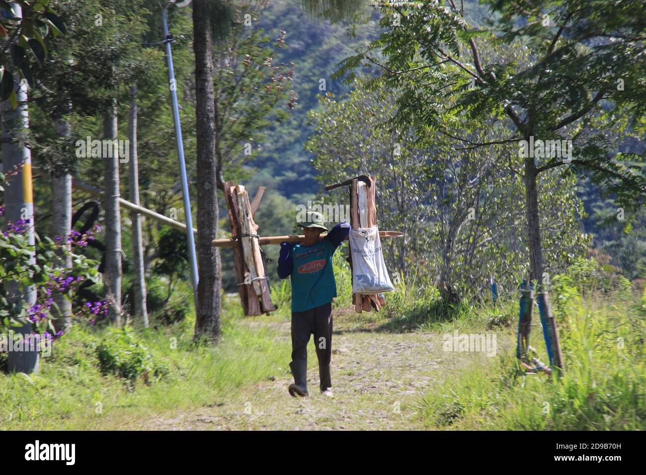 Ein alter Bauer ging zu seinem Haus mit Holz aus seinem Garten. Morgen Aktivitäten der Hochlandbewohner von Wonosobo, Zentral-Java Stockfoto