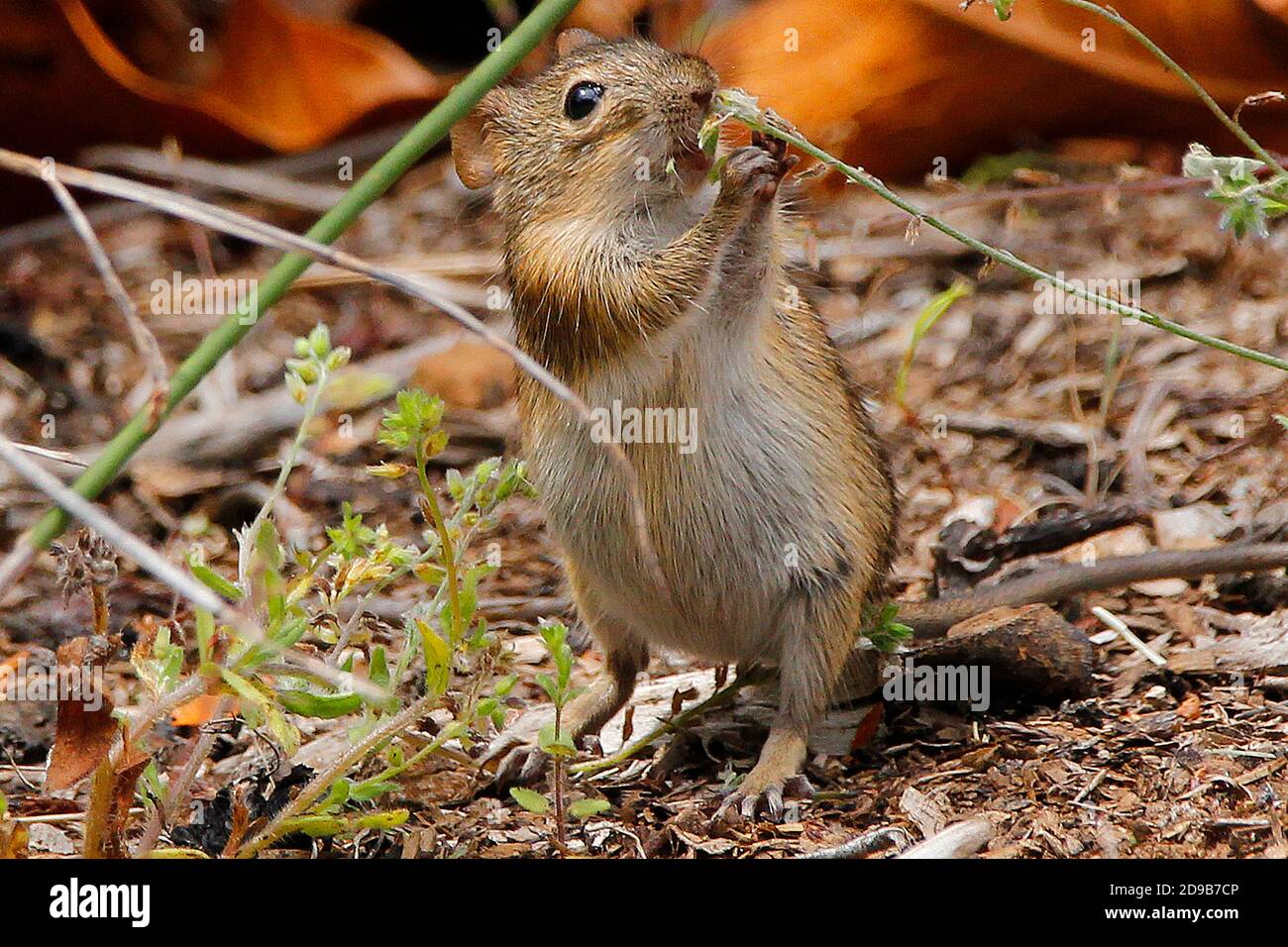 Eine hungrige gestreifte Maus, die sich auf Grassamen ernährt. Stockfoto