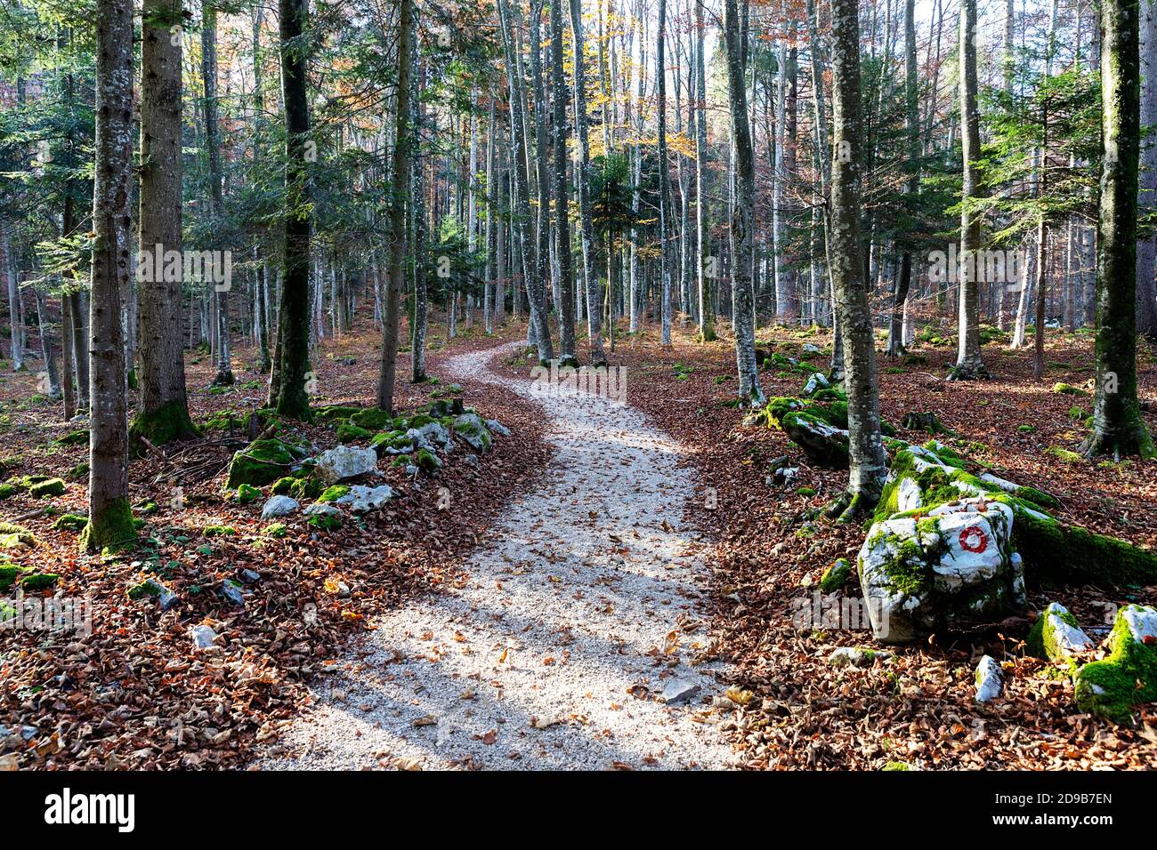 Ein gewundener Wanderweg schlängelt sich durch einen lebendigen Herbstwald mit farbenfrohem goldenem Laub und majestätischen Bäumen im malerischen Kocevski Rog. Stockfoto