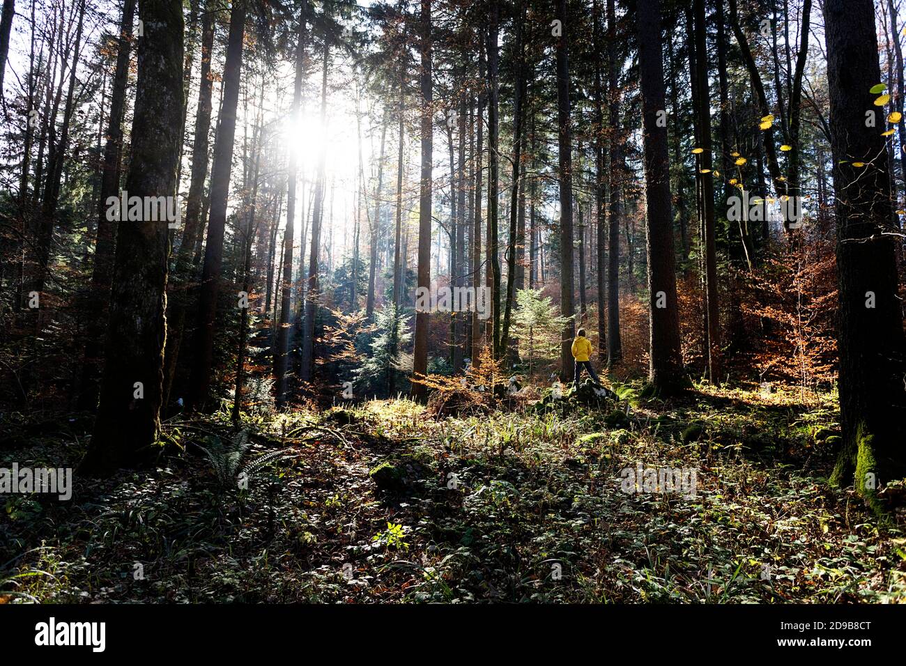 Ein Junge in einem hellen gelben Anorak geht durch einen idyllischen Herbstwald mit wunderschönen Morgensonnensstrahlen, die durch die Bäume hinter ihm fallen. Stockfoto