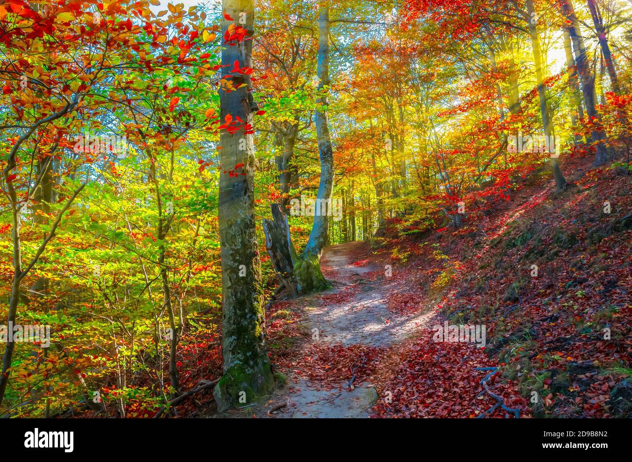 Lebendige Herbstfarben im Wald. Landschaft der Natur mit Sonnenlicht durch Zweige von Bäumen. Bunte Blätter im Herbst. Grün, Gelb, Orange, Rot. Stockfoto