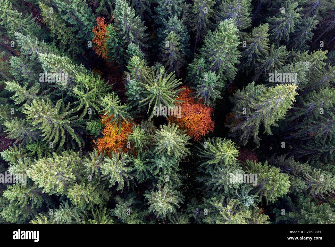 Atemberaubende Drohnen-Luftaufnahme eines dichten Mischwaldes mit lebendigen grünen Nadelbäumen und farbenfrohen Herbst-Laubbäumen in Kocevski Rog, Slowenien. Stockfoto