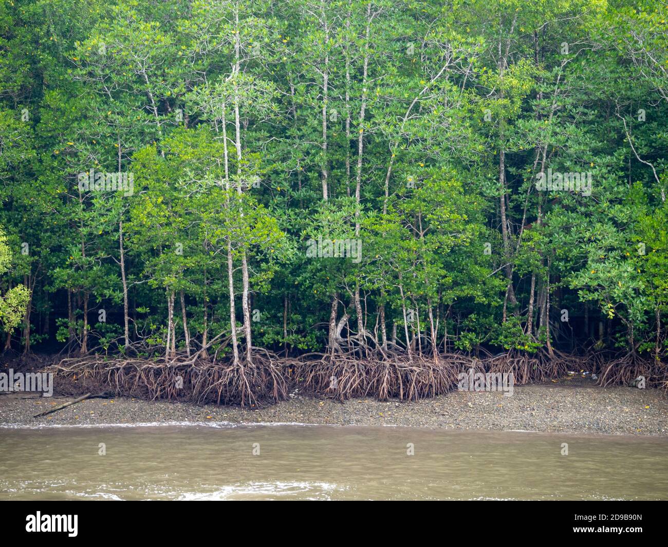 Langkawi, Malaysia [ Kilim Geoforest Park, Touristenattraktion und wildes Leben im Schlamm ] Stockfoto