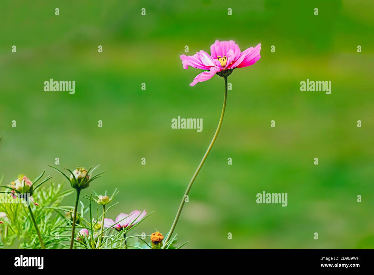 Free Desktop Wallpaper Stockfotos Und Bilder Kaufen Alamy