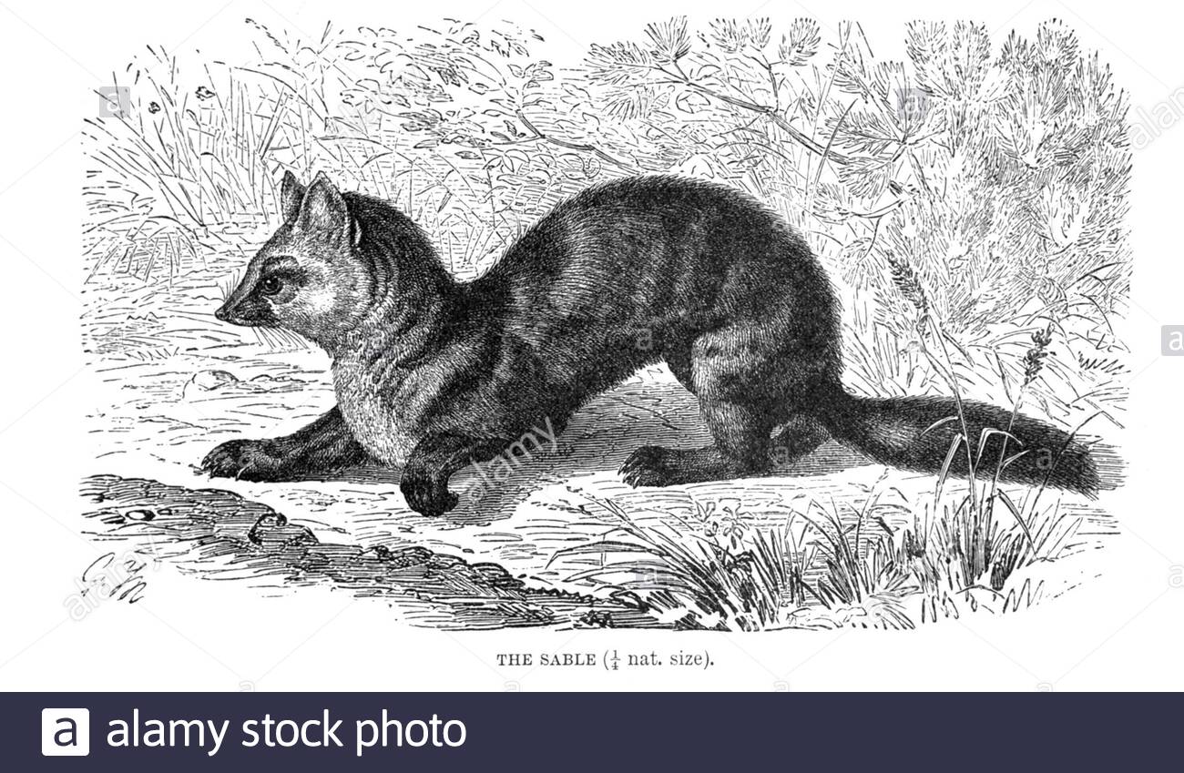 Sable, Vintage Illustration von 1894 Stockfoto