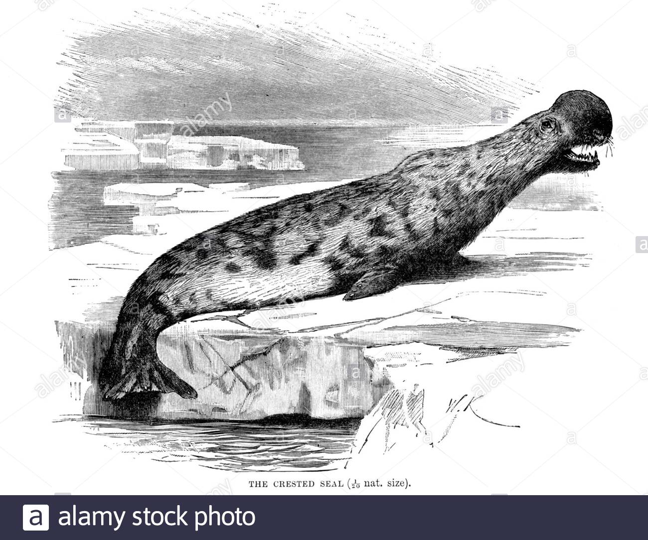 Crested Seal (Hooded Seal), Vintage Illustration von 1894 Stockfoto