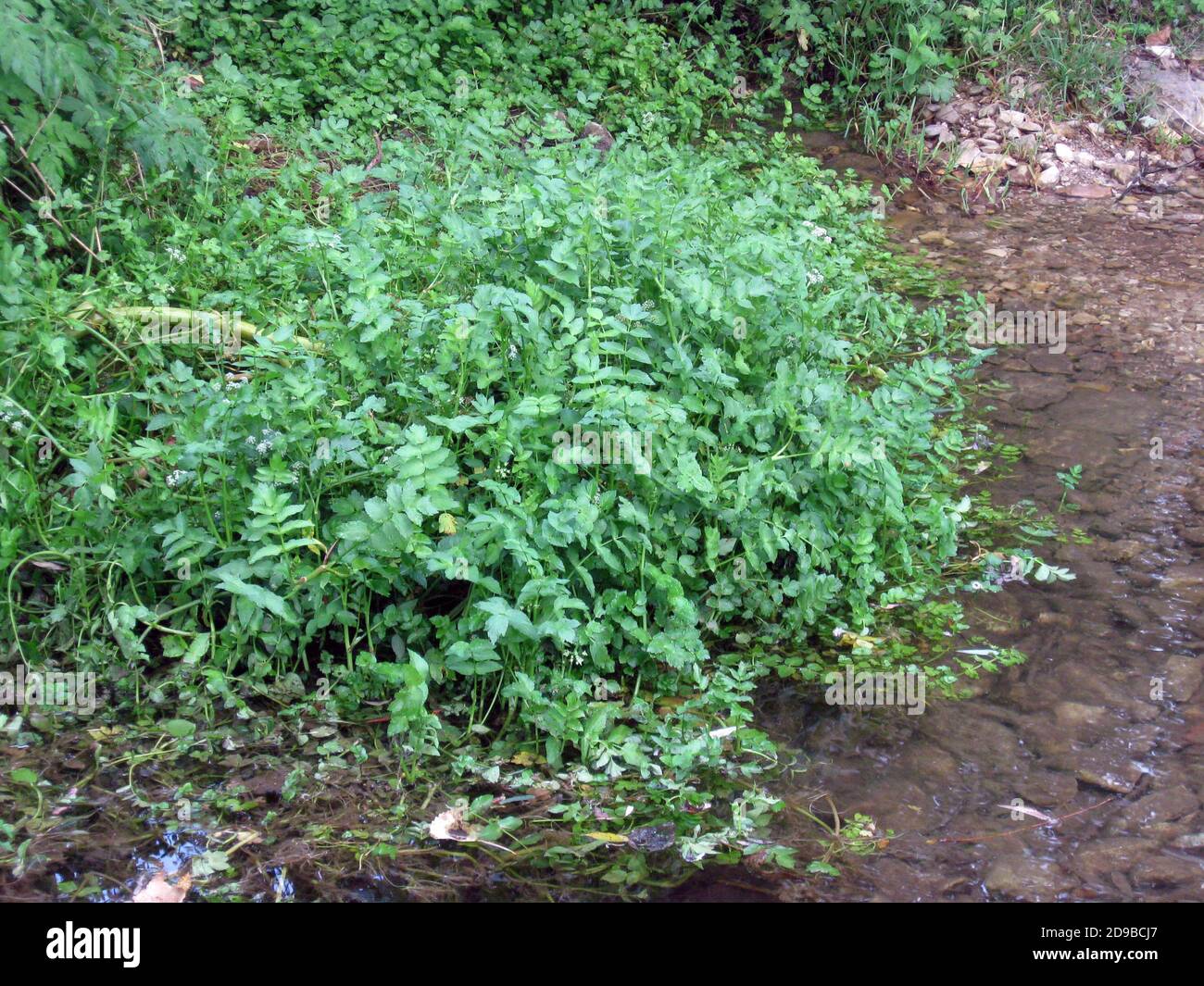 Brunnenkresse (Nasturtium officinale), auch Kresse genannt, mehrjährige Wasserpflanze der Senffamilie (Brassicaceae) Stockfoto