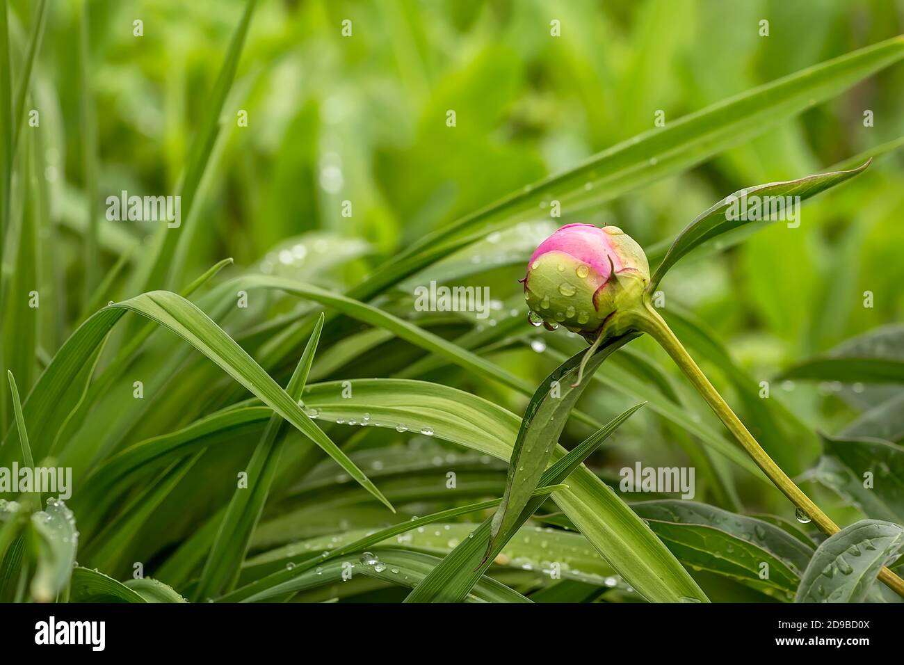 Rosa Pfingstrose Bud mit einem Tropfen Wasser nach Regen auf dem Grashintergrund. Weichzeichnungseffekt. Stockfoto