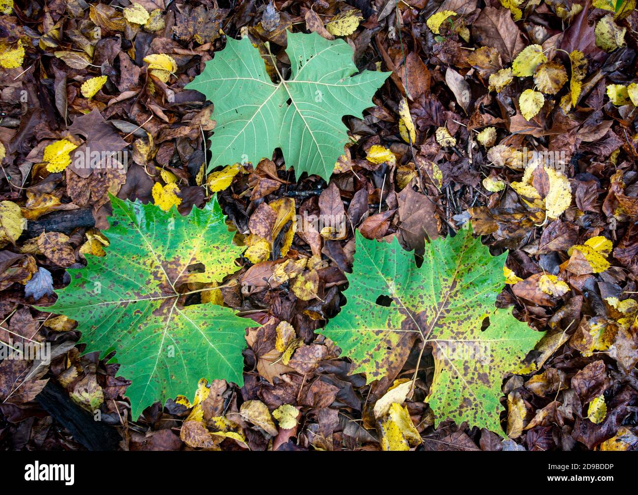 Blätter des amerikanischen Platanen-Baumes (Planatus occidentalis) fielen im Herbst in Zentral-Virginia auf das Bett der Maulbeerblätter. Stockfoto